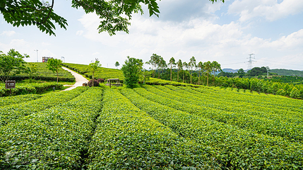 大明山万古茶园第 4 张图片