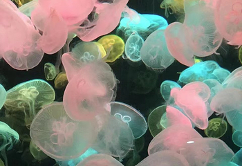 动物科学王国第 50 张图片