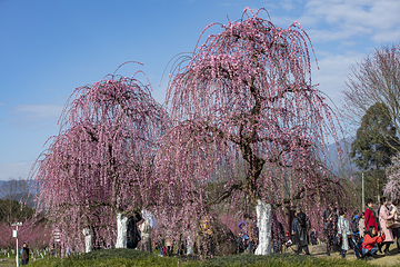 问花村第 63 张图片