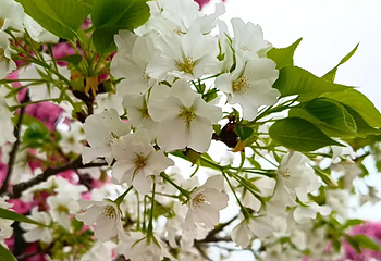 美樱花海第 3 张图片