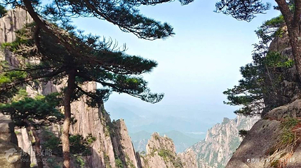 卧龙松第 2 张图片