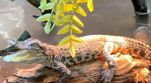 SAFARI 秘境方舟沉浸式动物展（重庆新光天地店）