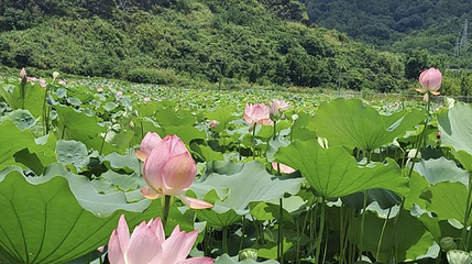 花溪公园-荷花池第 1 张图片