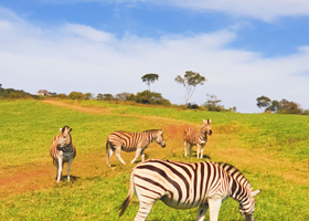 Phezulu Safari公园