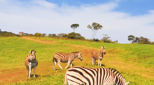 Phezulu Safari公园