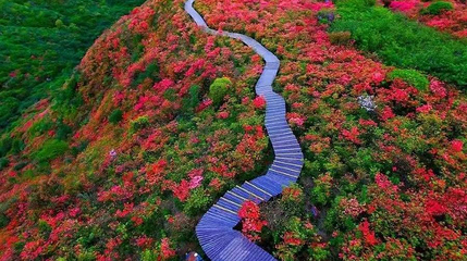 杜鹃花海第 1 张图片