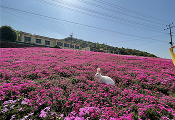 石燕湖芝樱花海第 5 张图片