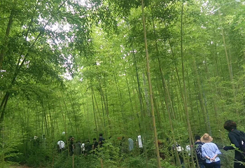 峨山彝人谷竹海景区第 51 张图片