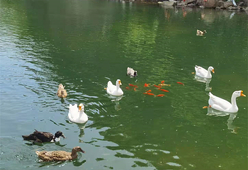 龙栖谷亲子游学农场第 12 张图片