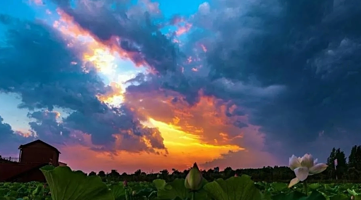 湛河源莲花湿地