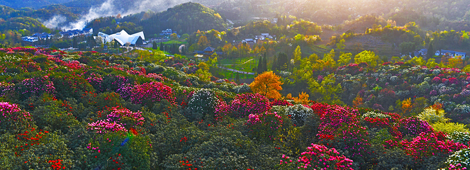 百里杜鹃风景区第 59 张图片