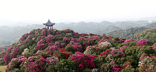 百里杜鹃风景区第 42 张图片