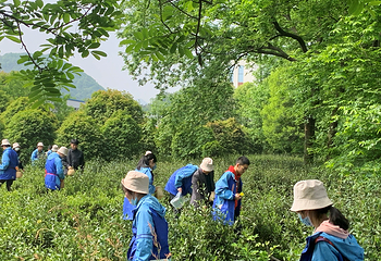 安徽白云春毫茶旅研学基地第 10 张图片