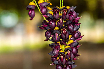 石壁湖禾雀花王国第 7 张图片