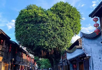 三坊七巷第 8 张图片