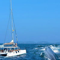 美蕊沙出海观鲸