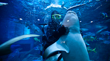 成都极地海洋公园-鲨鱼馆