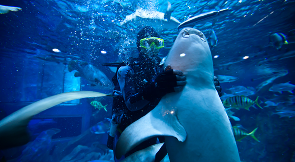 成都极地海洋公园-鲨鱼馆