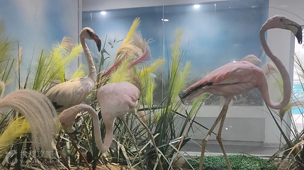 青岛滨海学院世界动物自然生态博物馆第 3 张图片