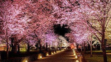 《NAKED meets 二条城》樱花光影展