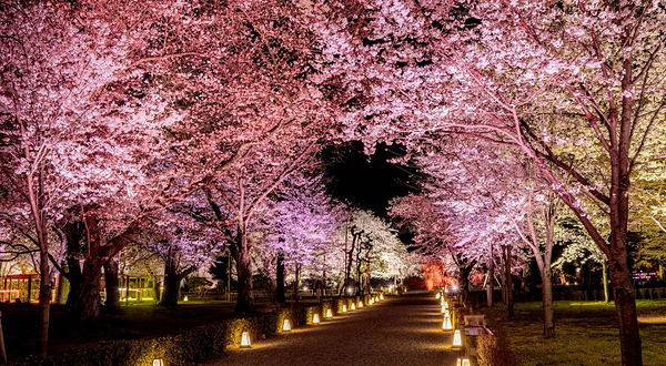 《NAKED meets 二条城》樱花光影展