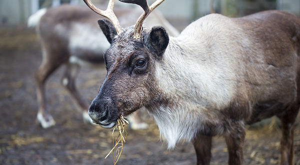 阿拉斯加动物园