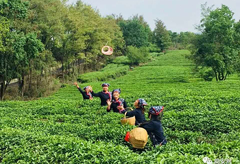 花乡茶谷旅游景区第 51 张图片
