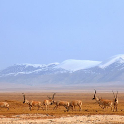 可可西里自然保护区不冻泉