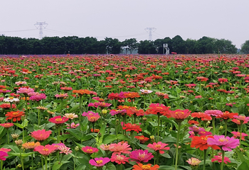 四季花海第 5 张图片