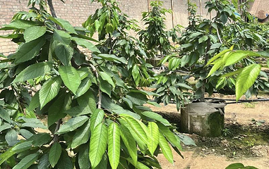 新正霖采摘园第 1 张图片
