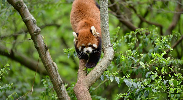 成都大熊猫基地山丘小熊猫馆