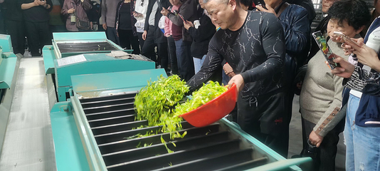 鲜小白安吉白茶第 10 张图片