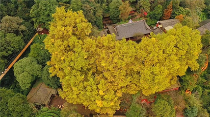 蒙顶山第 143 张图片