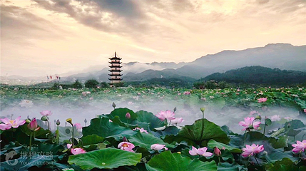 十里荷花第 2 张图片