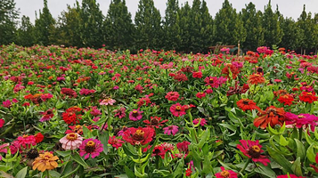 东明黄河国家湿地公园