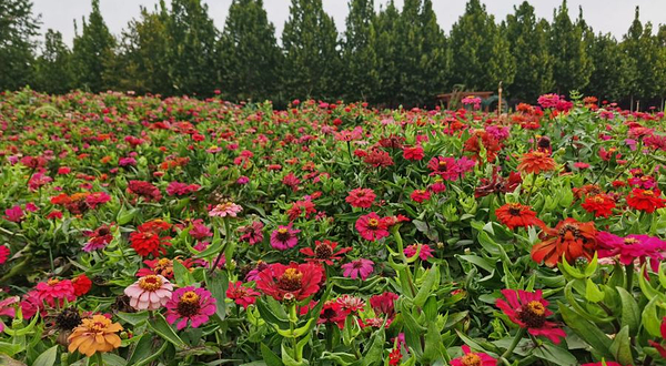 东明黄河国家湿地公园