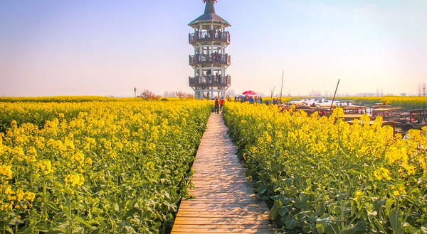 油菜花海景区