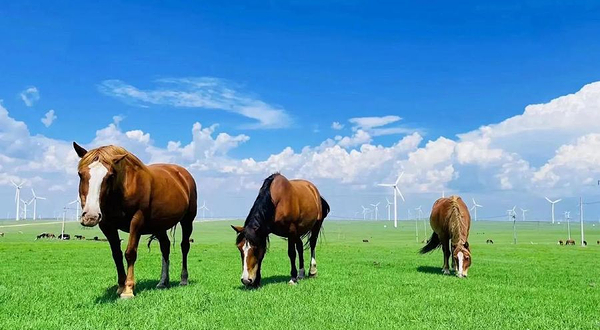 辉腾希勒草原罗队马术