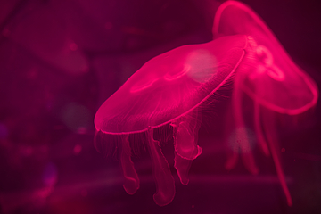 梦幻水母馆第 25 张图片