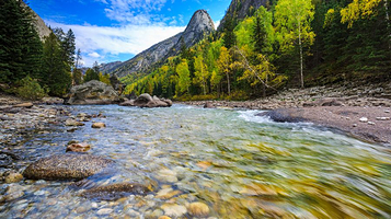 可可托海白桦林