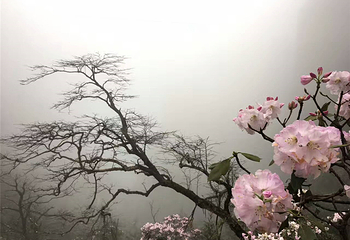 莽山五指峰景区第 130 张图片