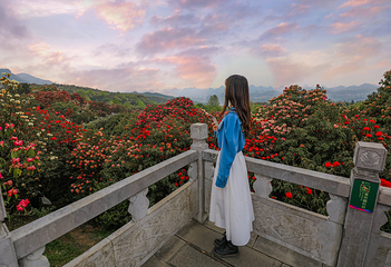 百里杜鹃风景区第 46 张图片