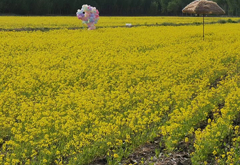 岳秀庄村特色旅游景区第 22 张图片
