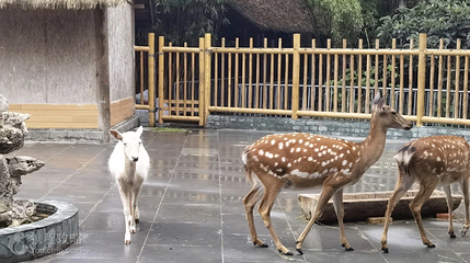 金沙鹿苑第 2 张图片
