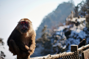 峨眉山生态猴区