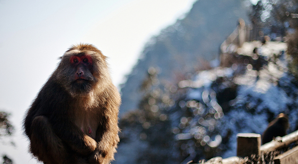 峨眉山生态猴区