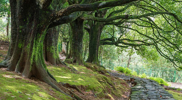 千手观音古树群