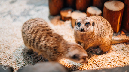 Zoolung Zoolung动物主题公园(海信广场店)第 3 张图片