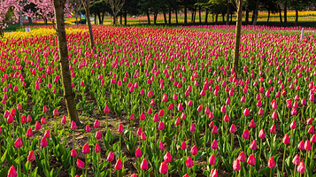 洛阳郁金香牡丹园