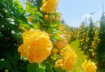 贡之源·花仙谷第 4 张图片